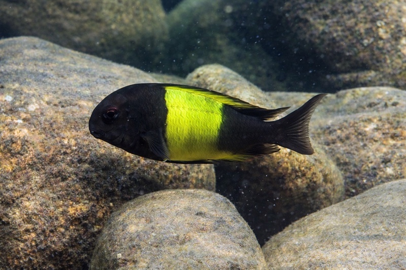 Tropheus sp. 'kaiser' Isonga